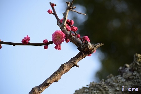 奈良公園の春2.jpg