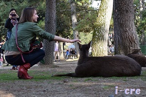 奈良公園の鹿と外国人観光客2.jpg